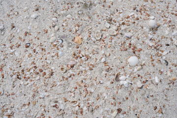 sand on the beach When the sea receded, many small seashells were seen for the background.