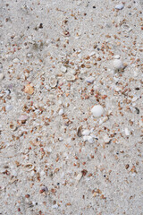 sand on the beach When the sea receded, many small seashells were seen for the background.