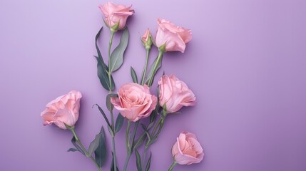 Fototapeta premium Pink eustoma blooms on purple backdrop