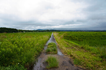A road in the rice fields