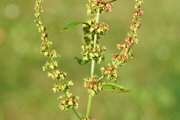 Close up flowers of bitter dock (Rumex obtusifolius), knotweed family (Polygonaceae). July, Summer, Netherlands