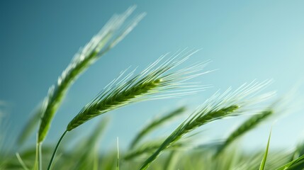 Detailed shot of renewable energy crops swaying in the wind, emphasizing eco-friendly farming practices, no people, high-res, focus cover all object, deep dept of field