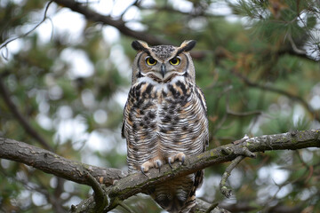 Fototapeta premium A large owl is perched on a tree branch