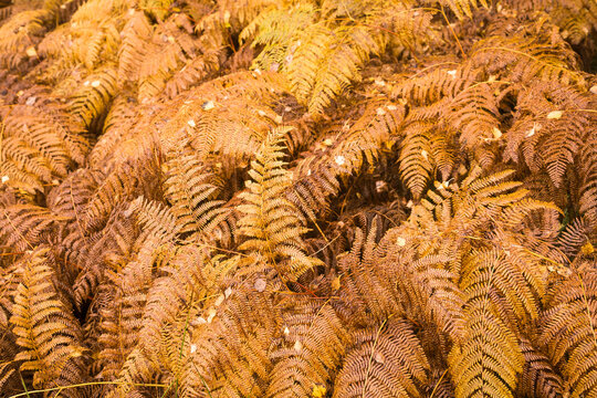 Brown bracken (fern) on a forest floor in autumn. Scotland, UK
