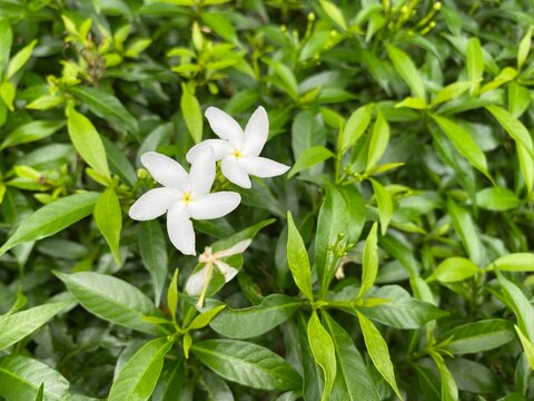 Close up of a bunch of white pinwheel jasmine flowers blooming in the garden