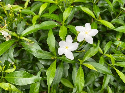 Close up of a bunch of white pinwheel jasmine flowers blooming in the garden