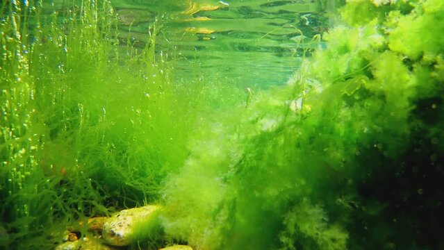 green Ulva and Cladophora green algae, air bubble in oxygen rich water, aquascape surface reflection, coquina stone pebble, Black Sea low salinity biotope, supralittoral zone gravel bottom diving