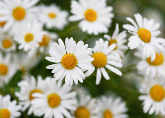 Top view of beautiful white ox-eye or dog daisies in full bloom in the wind in the cottage garden. Selective focus. (Leucanthemum vulgare)