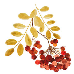 watercolor composition with rowan, branches, leaves, autumn set of elements. Watercolor illustration. Hand drawn, autumn bouquet
