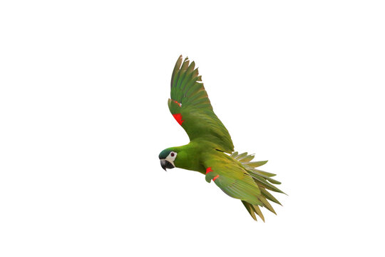 Hahn macaw parrot flying isolated on transparent background png file