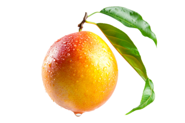 Ripe mango with green leaves and water drops isolated on white transparent background, colorful, organic, exotic, and delicious.