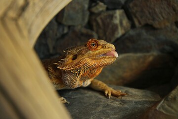 Portrait of bearded dragon head when she is eating.