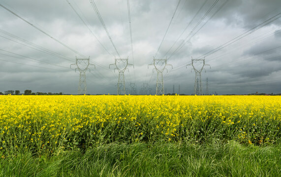Electricity pylons in oilseed rape field under storm clouds