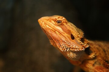 Portrait of bearded dragon head in the terrarium