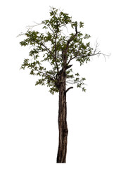Tree isolated on transparent background with clipping path and alpha channel.