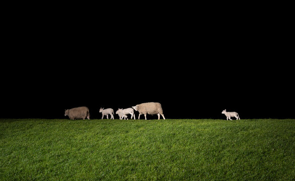 Flock of sheep walking on field at night