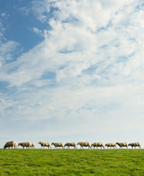 Sheep in row grazing on green meadow under cloudy sky