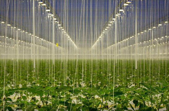 Organic bell pepper plants in illuminated greenhouse