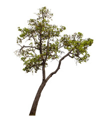 Obraz premium Tree isolated on transparent background with clipping path and alpha channel.