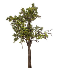 Green tree isolated on transparent background with clipping path and alpha channel.