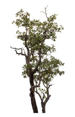 Tree isolated on transparent background with clipping path and alpha channel.