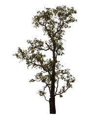Fototapeta premium Tree isolated on transparent background with clipping path and alpha channel.
