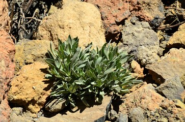 Scenic view of volcanic rock formations in desert during sunny day, Teide National Park, Tenerife