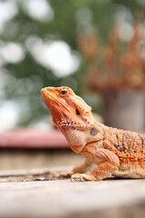portrait of bearded dragon outdoor in summer