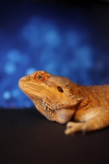 Portrait of bearded dragon head with background of lights