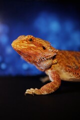Portrait of bearded dragon head with background of lights