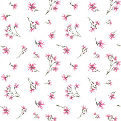 Seamless pattern with pink ragged-robin wildflowers (silene flos-cuculi, cuckoo flower, crowflower). Watercolor hand drawn painting illustration on white background