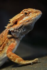 Portrait of bearded dragon head in the terrarium