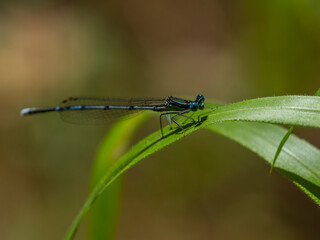 dragonfly on a branch