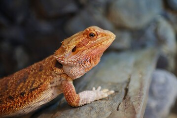 Portrait of bearded dragon head in the terrarium