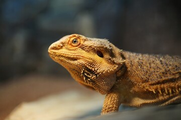 Portrait of bearded dragon head in the terrarium