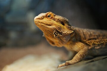 Portrait of bearded dragon head in the terrarium