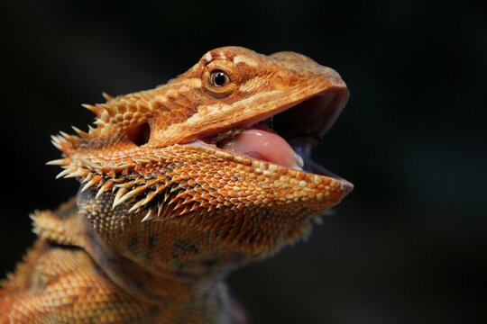 Portrait of bearded dragon head when she is eating.