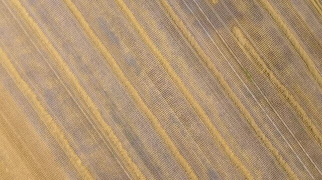 crane rotate shot over harvested wheet field