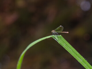 dragonfly on a branch