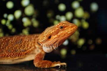 Portrait of bearded dragon head with background of lights