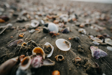 Sea Shells on a Beach