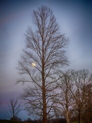 A tree with a full moon shining on it
