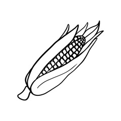 ear of corn