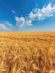 Naklejka premium Golden Wheat Field on Sunny Day, Blue Sky with Clouds