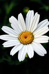 White daisy flower