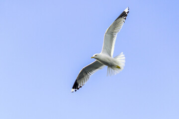A large white-headed gull soars high against a clear blue sky.
