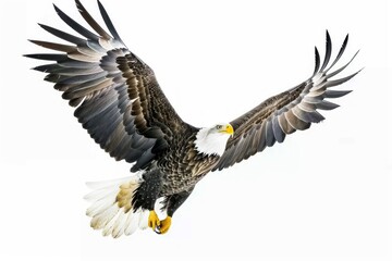 Naklejka premium a bald eagle banks in the air against a white sky
