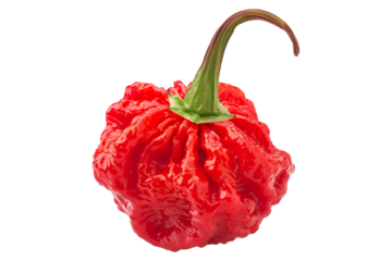 Red Carolina Reaper chili pepper isolated on a white background.