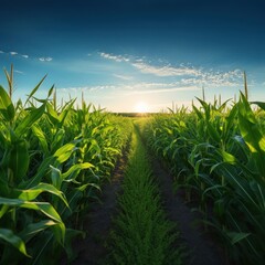 Field sky agriculture outdoors.