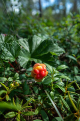close-up of single raw cloudberry, Rubus chamaemorus